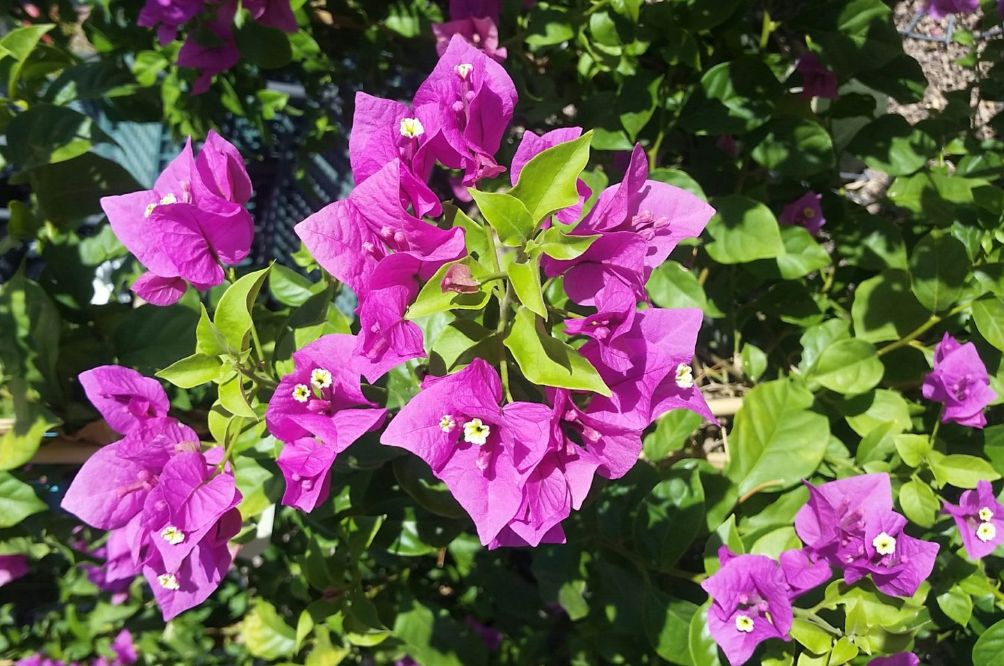 Bougainvillea Purple Shrub