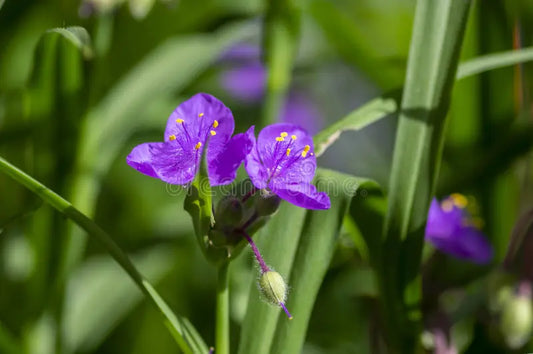 Tradescantia Purple Spiderwort