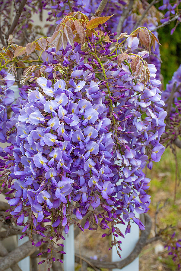 Wisteria Purple Tree