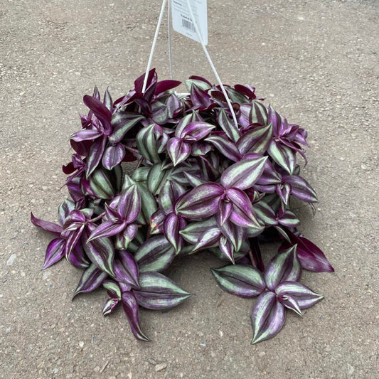 Tradescantia Purple Zebrina