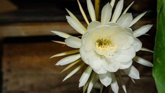 Epiphyllum Queen of the Night
