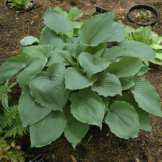 Hosta Queen of the Seas
