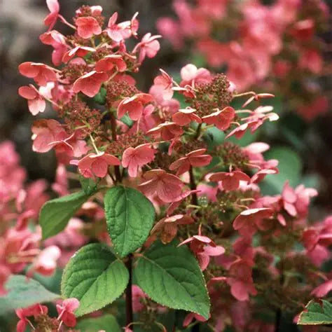 Hydrangea Quick Fire