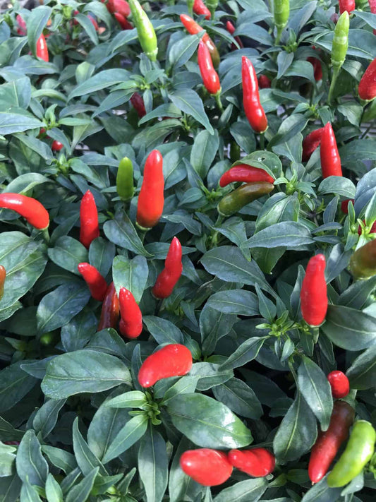 Quick Fire Hot Pepper