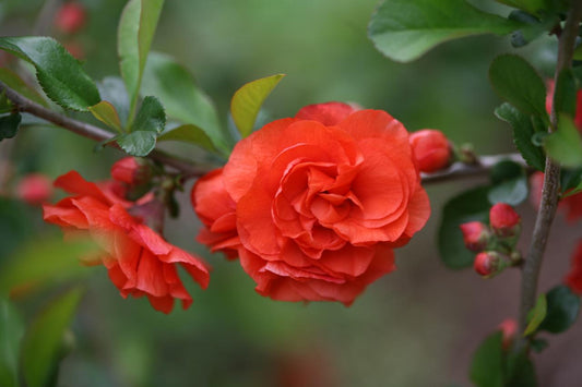Japanese Quince Orange