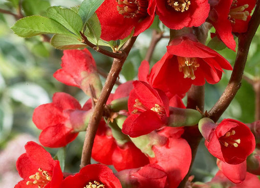 Japanese Quince Red