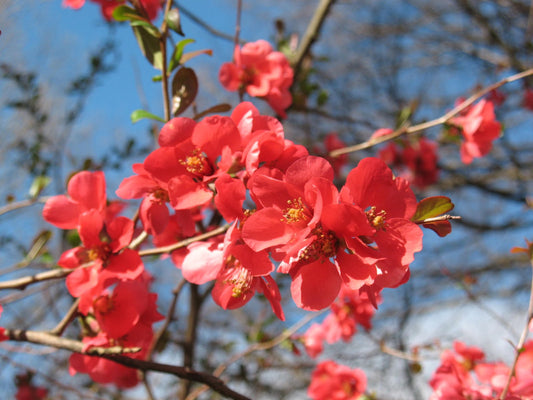 Japanese Quince Scarlet