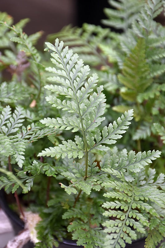 Fern Rabbit's Foot