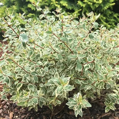 Abelia Variegated Radiance