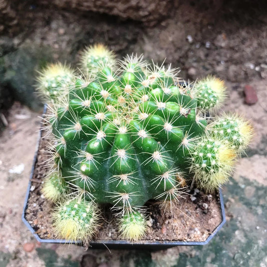 Cactus Rainbow Burst