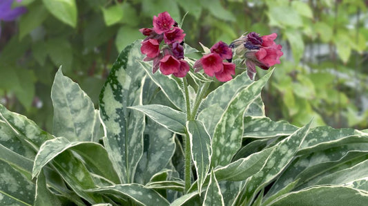 Pulmoneria-Raspberry Frost