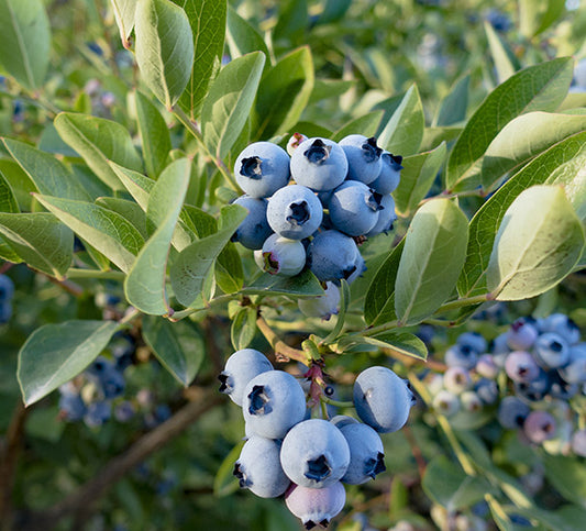 Razz Blueberry