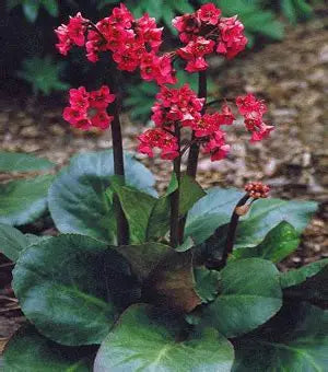 Bergenia-Pigsqueek Red