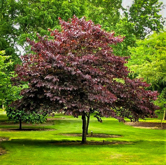 Redbud Forest Pansy