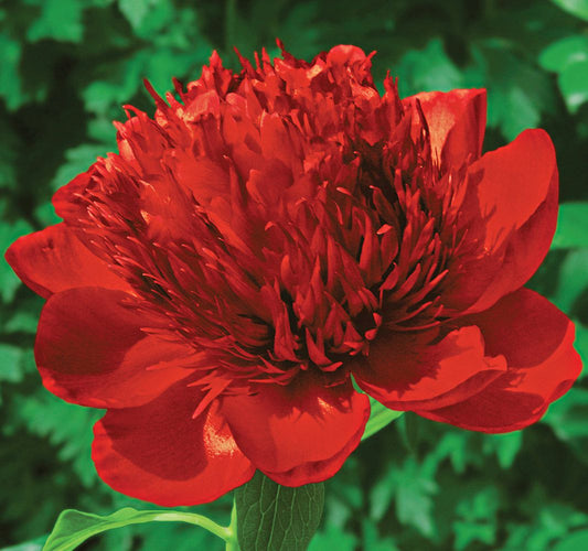 Peony Red Charm