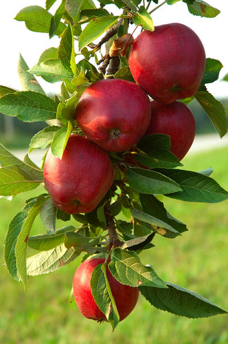 Red Delicious Apple