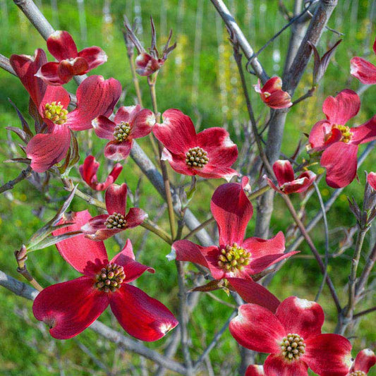 Red Dogwood