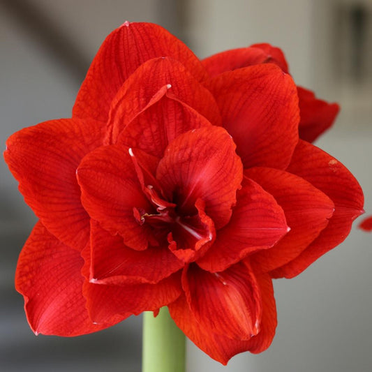 Red Double King Amaryllis