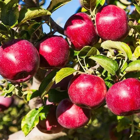 Red Empire Apple