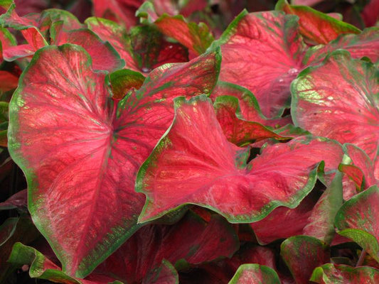 Caladium Red Fancy
