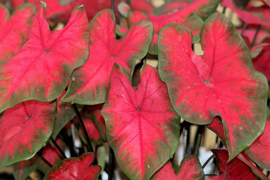 Caladium Red & Green Fancy