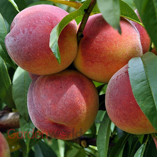 Red Haven Peach