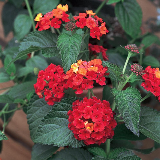 Lantana Heartland