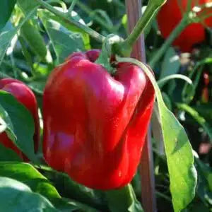 Red Knight Sweet Pepper