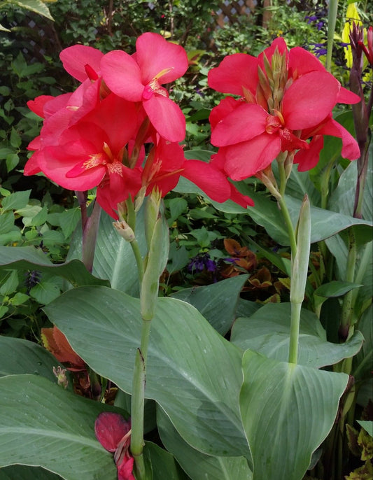 Canna Lily Red Lady