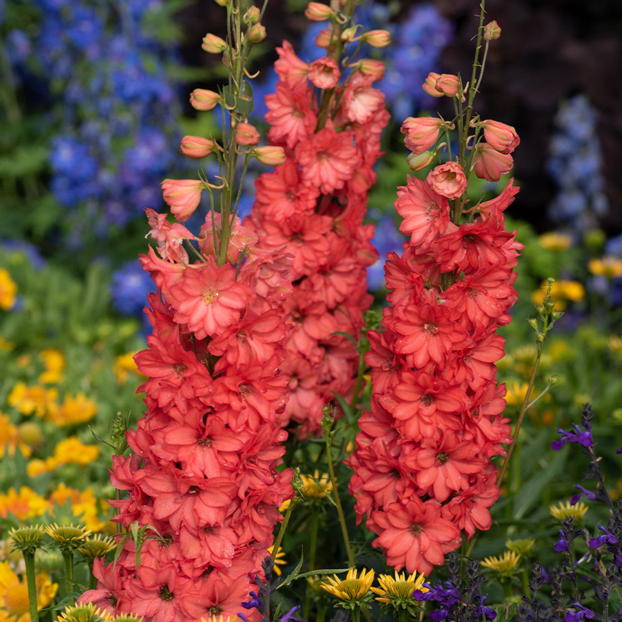 Delphinium-Red Lark
