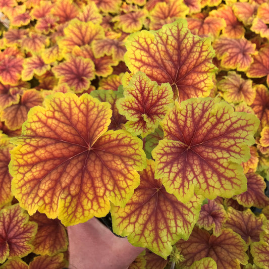 Heuchera-Red Lightning