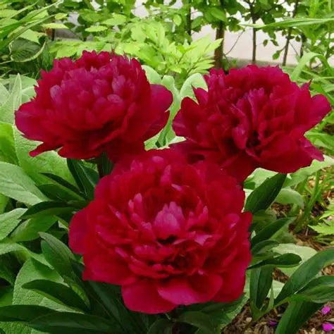 Peony Red Magic