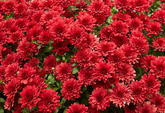 Red Mums