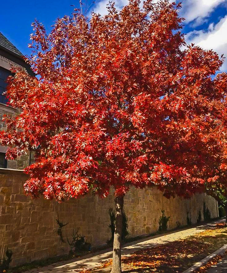 Red Oak