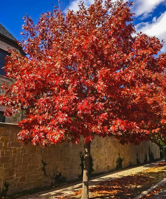 Red Oak