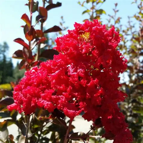 Red Rocket Crape Myrtle