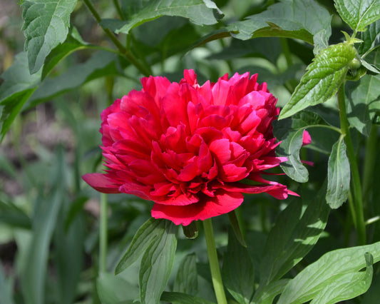 Peony Red Sarah Bernhardt