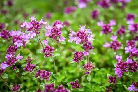 Creeping Thyme-Red