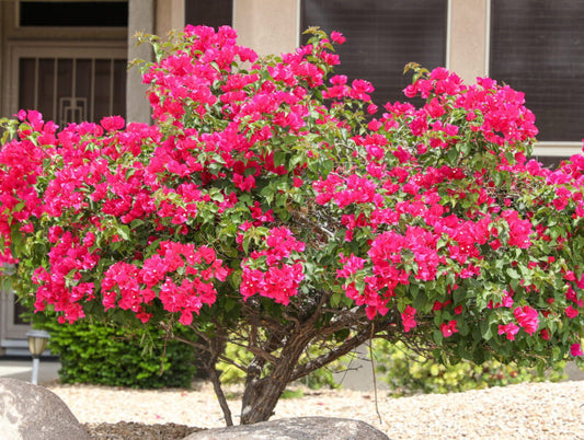 Bougainvillea Red Tree