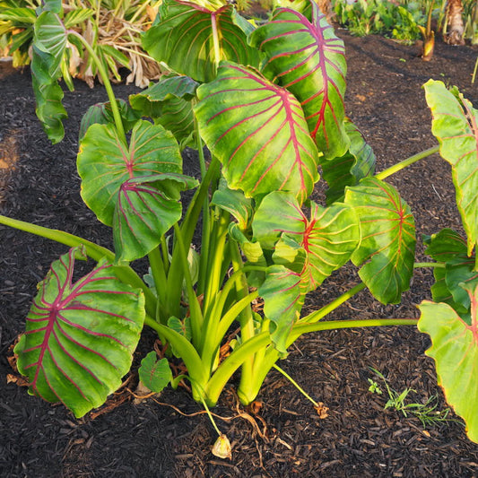 Colocasia Red Vein