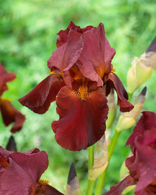 Iris Red Zinger