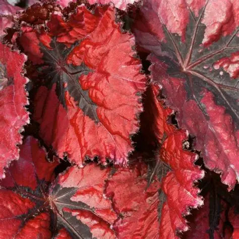 Begonia Rex Love Red