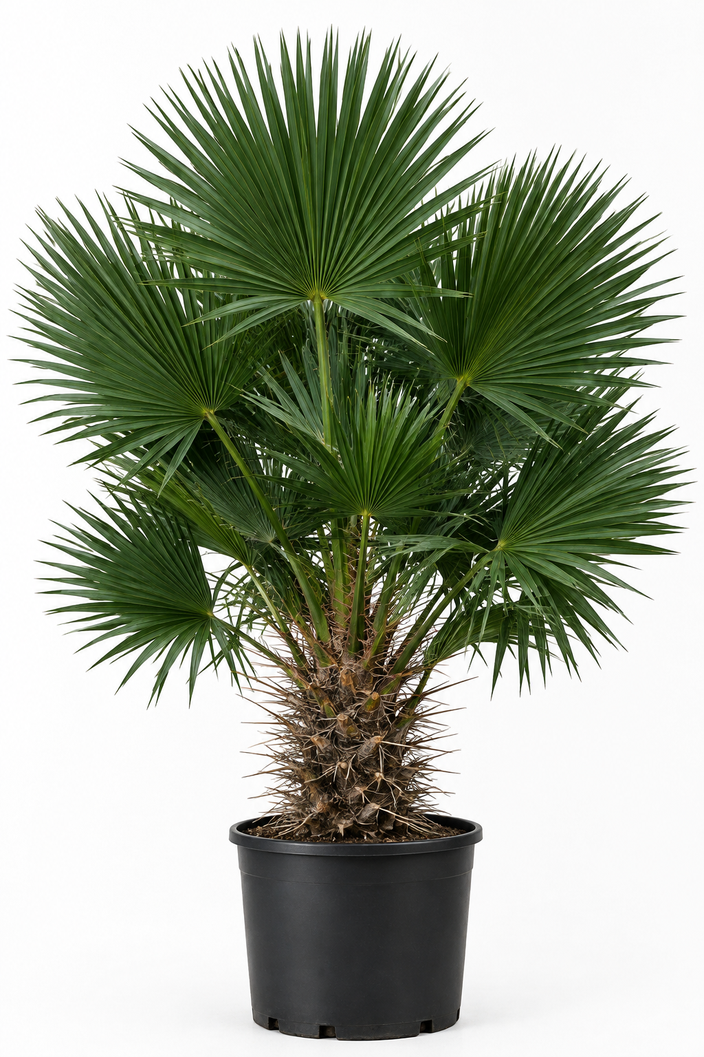 Rhapidophyllum Needle Palm