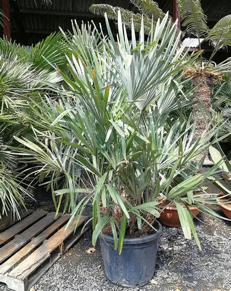 Rhapidophyllum Needle Palm