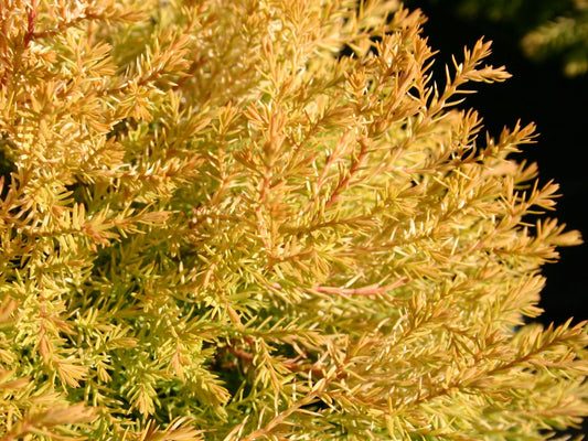 Arborvitae-Rheingold