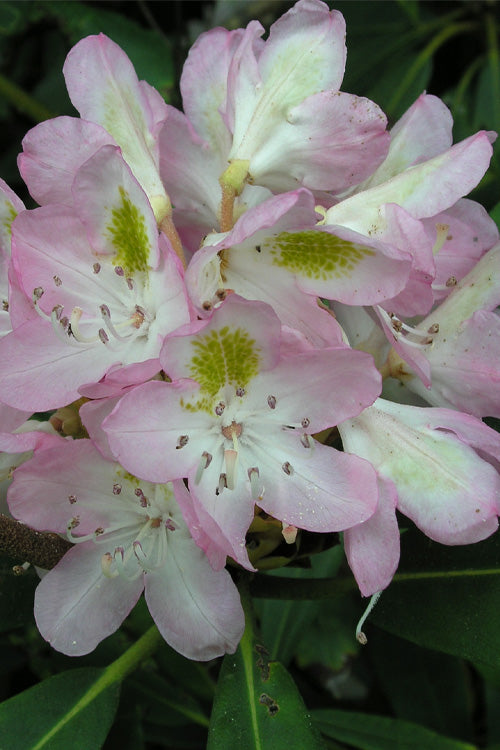 Rhododendron Rosebay