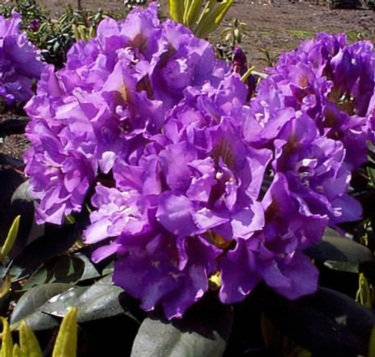 Rhododendron Royal Purple