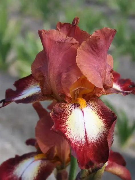 Iris Rimfire