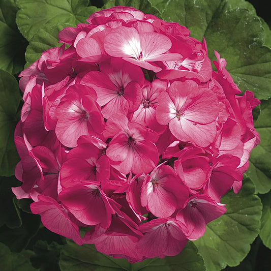 Geranium Ringo Pink