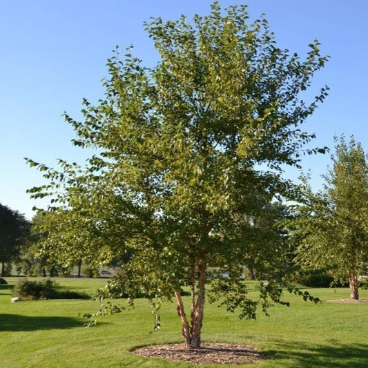 River Birch